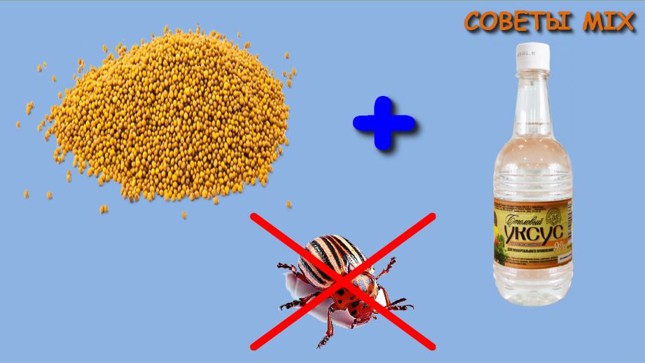 Горчица и уксус от колорадского жука - особенности применения эффективного средства