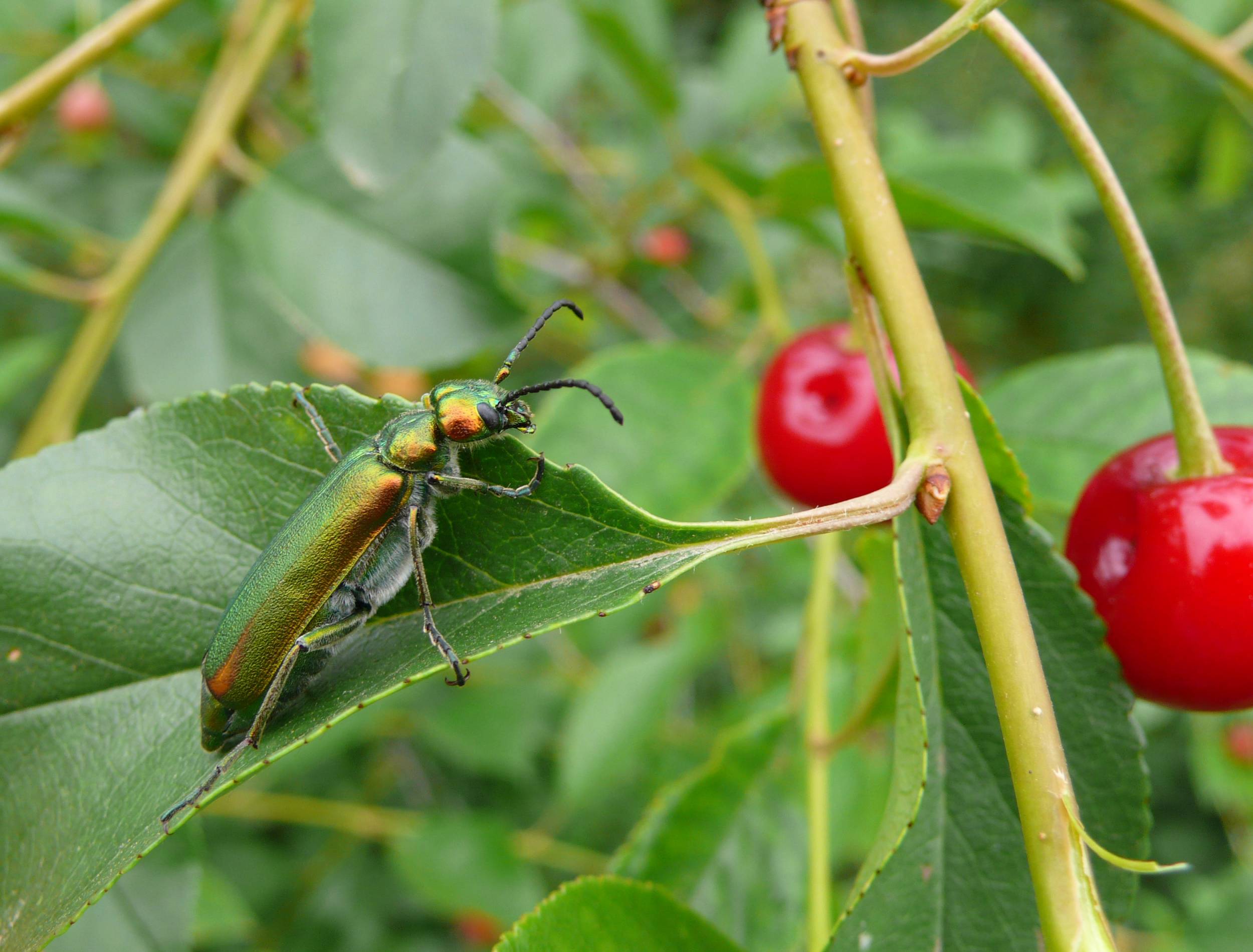 Ясеневая шпанка — привлекательный и опасный жук