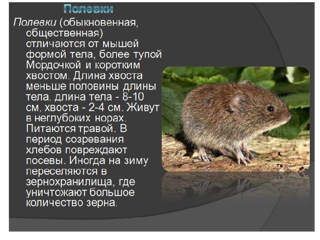 Мышь полёвка фото: чем питается, как выглядит, как зимует, причины появления, особенности борьбы с вредителем