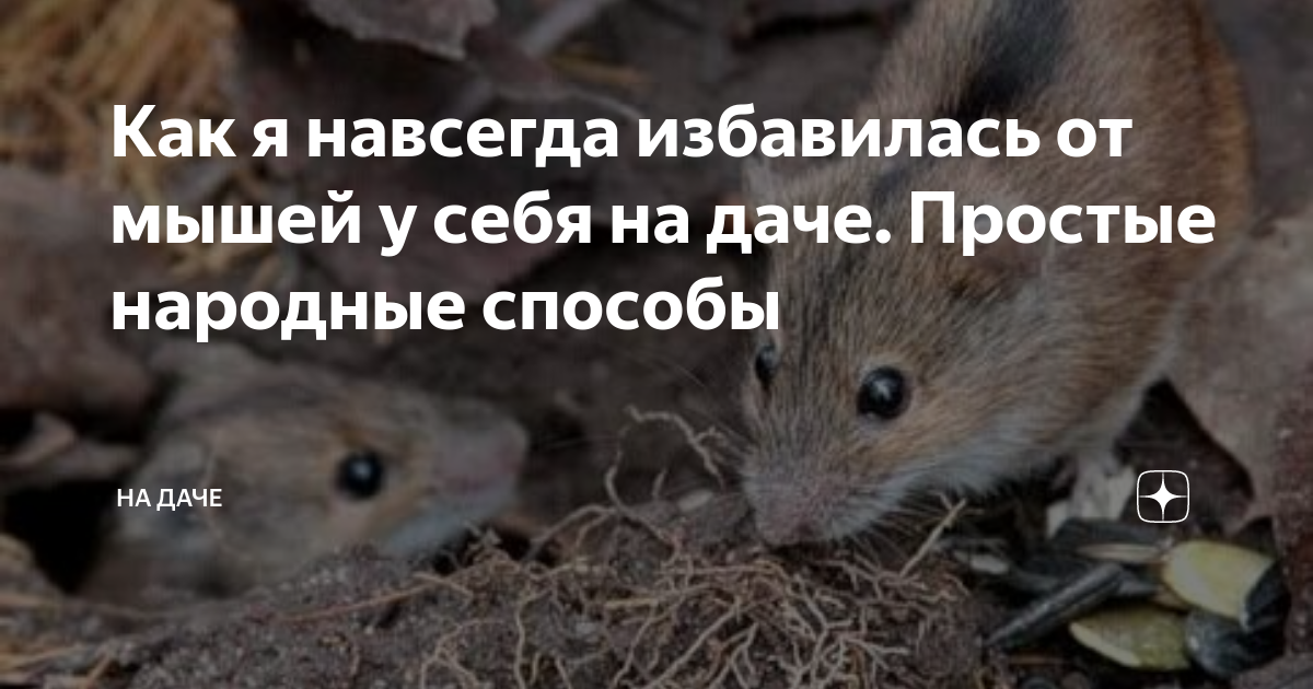 Чего боятся мыши в доме, какими народными средствами их отпугнуть?