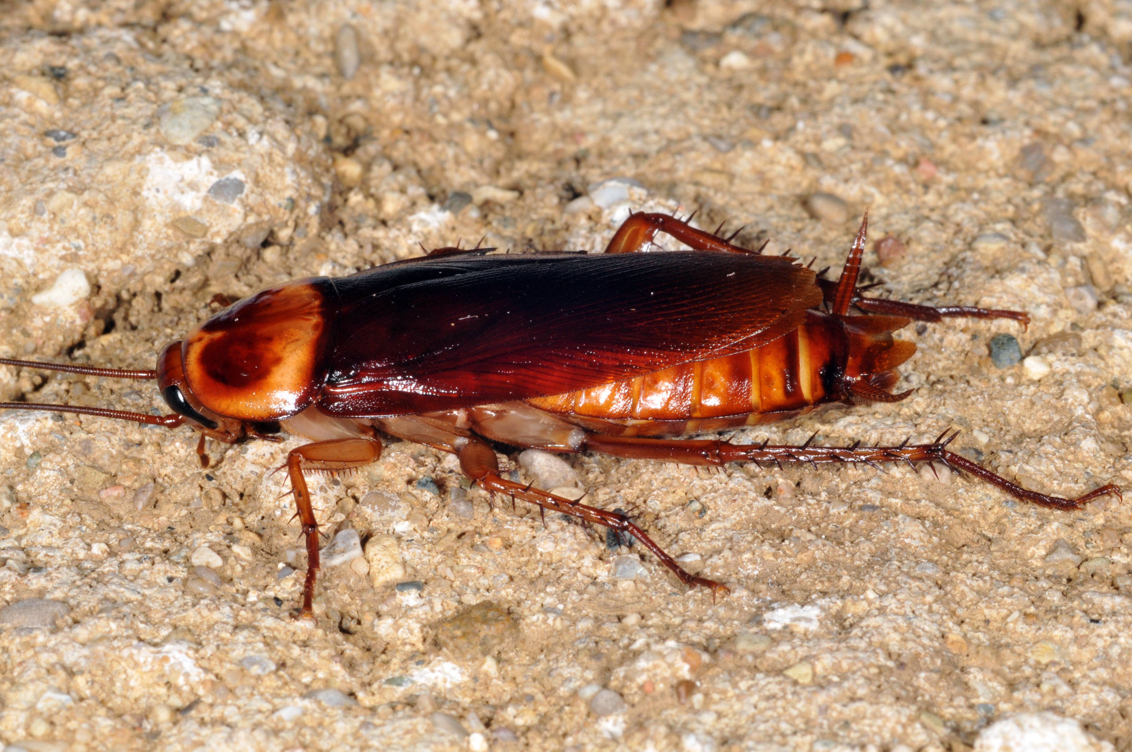 Американский таракан фото сравнение с обычным