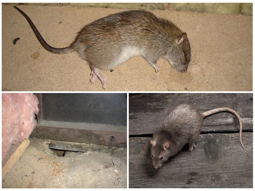 Отличие крысы от мыши