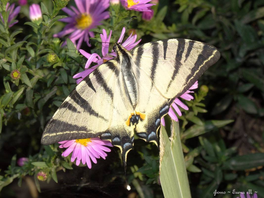 Бабочка пеструшка таволговая – контраст черного и белого