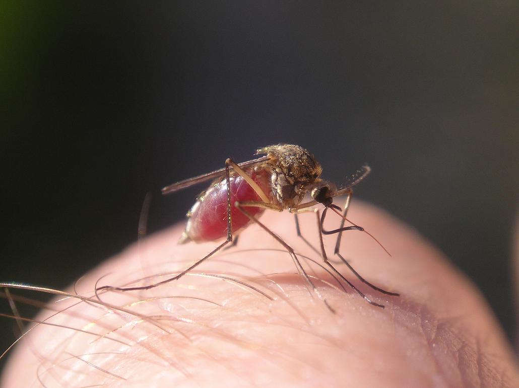 Комар в увеличенном виде фото