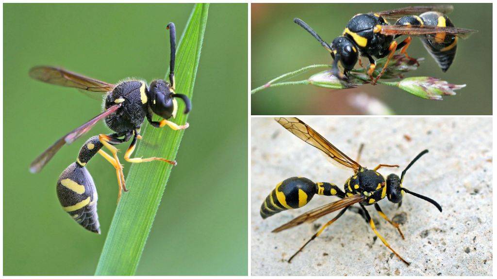 Черные осы — чем опасны и как от них избавиться?