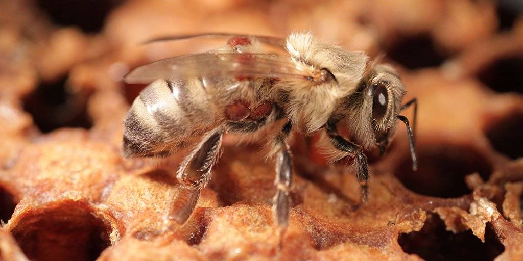 Клещ varroa и как лучше с ним бороться без химии