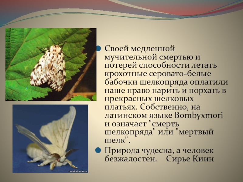 Гусеница и бабочка тутового шелкопряда – фото и описание