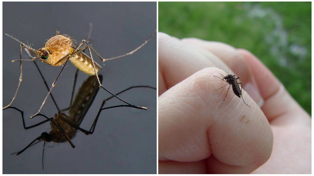 Сколько живут комары обыкновенные в привычной среде
