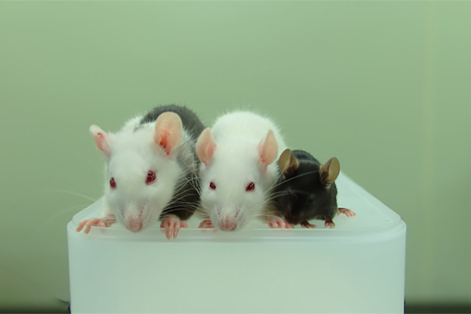 Серое братство. чем опасны крысы и мыши и как от них избавиться