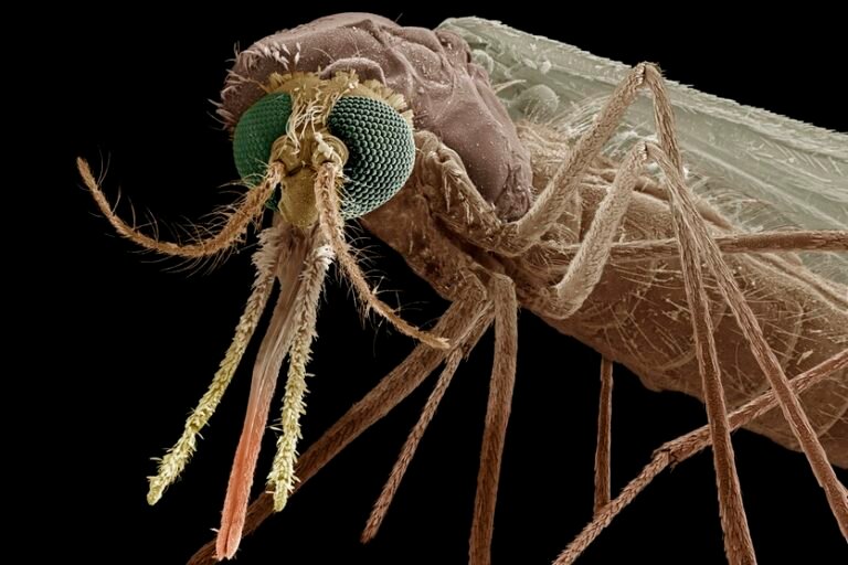 Описание и фото комара под микроскопом