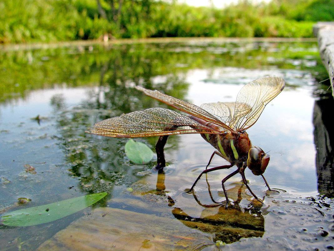 Насекомое стрекоза: особенности образа жизни насекомого-хищника
