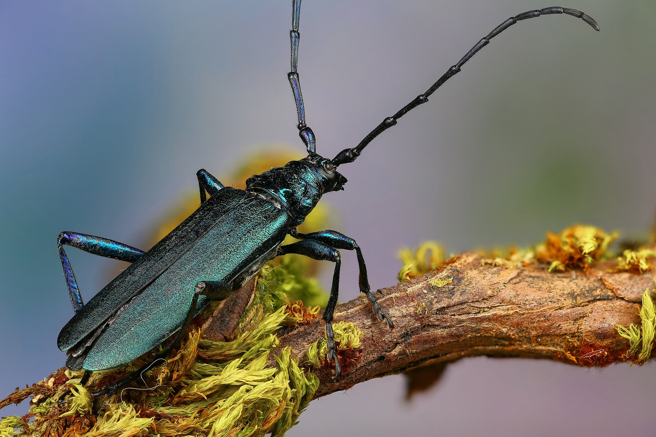 Усач мускусный: фото и образ жизни пахучего жука