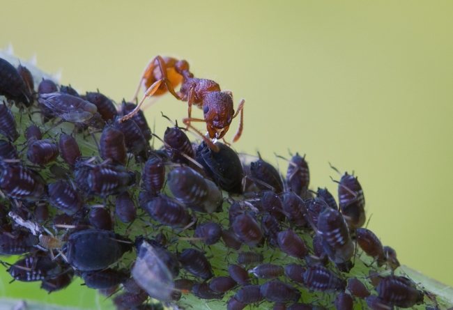 Как избавиться от муравьев на смородине