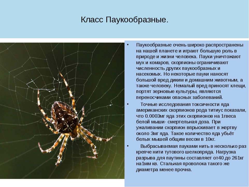 Опасен ли паук крестовик? как выглядит и размножается? фото — ботаничка