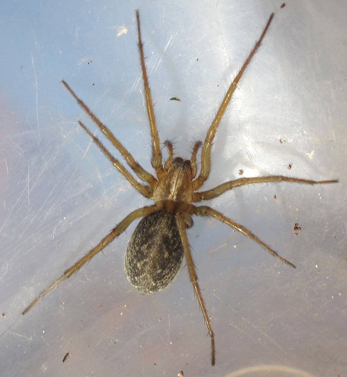 Домовой паук Tegenaria Agrestis