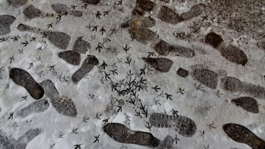 Формозов а.н. спутник следопыта. следы по снежной тропе. следы мелких зверьков - электронная биологическая библиотека
