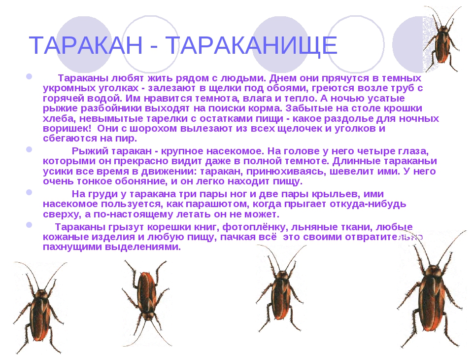 Чего боятся тараканы: 7 основных страхов насекомых