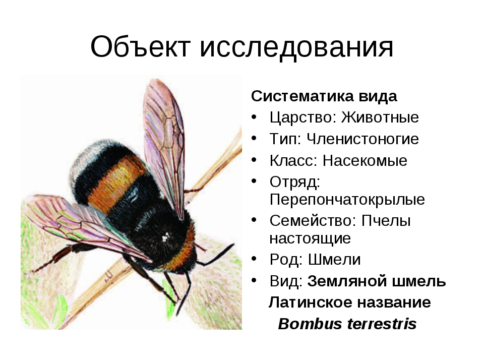 Медоносная пчела: развитие, описания и классификация
