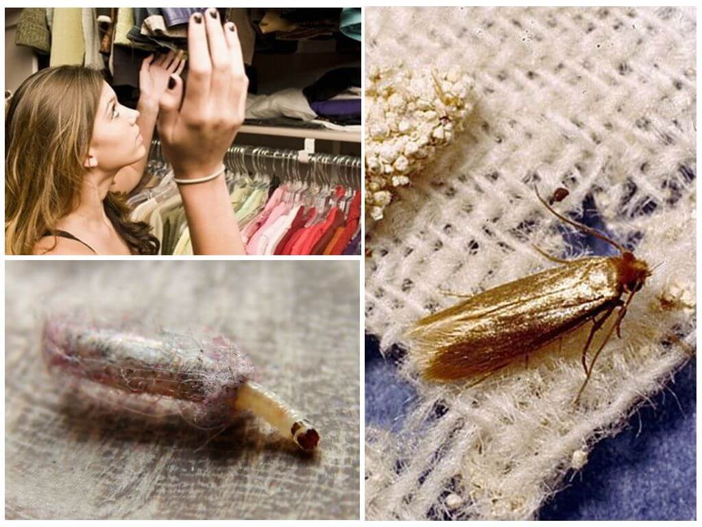 Причины появления и виды моли в квартире. как избавиться от насекомых народными средствами и иными способами?