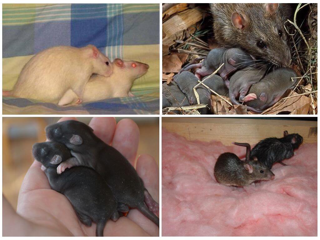 Как плодятся мыши: как рождаются, как часто размножаются, сколько мышей за один раз?