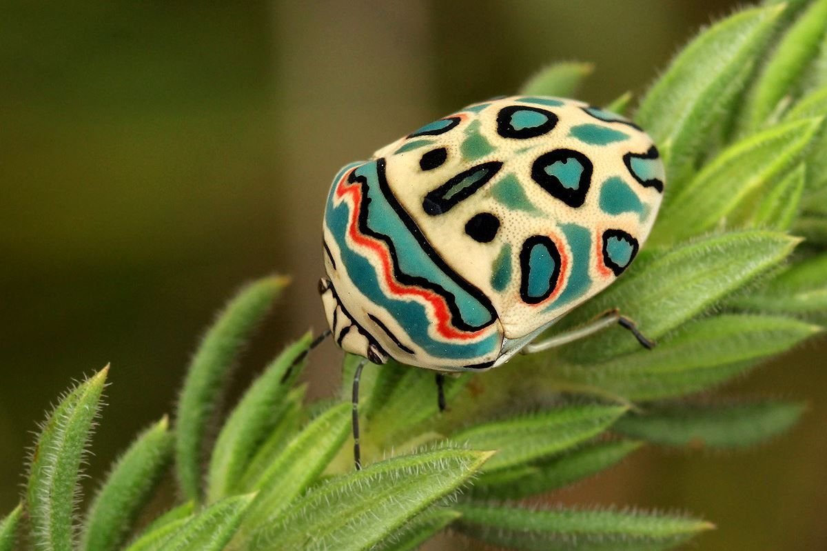Странные, причудливые и интересные насекомые мира - zefirka
