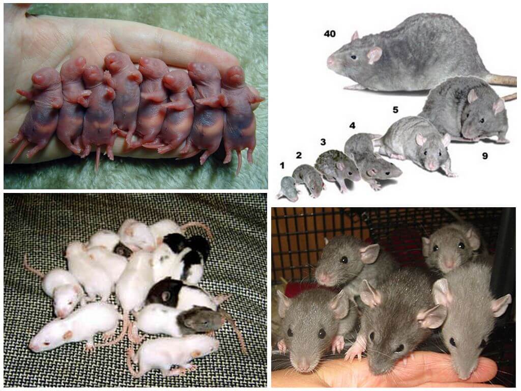 Самая большая крыса в мире – описание и особенности