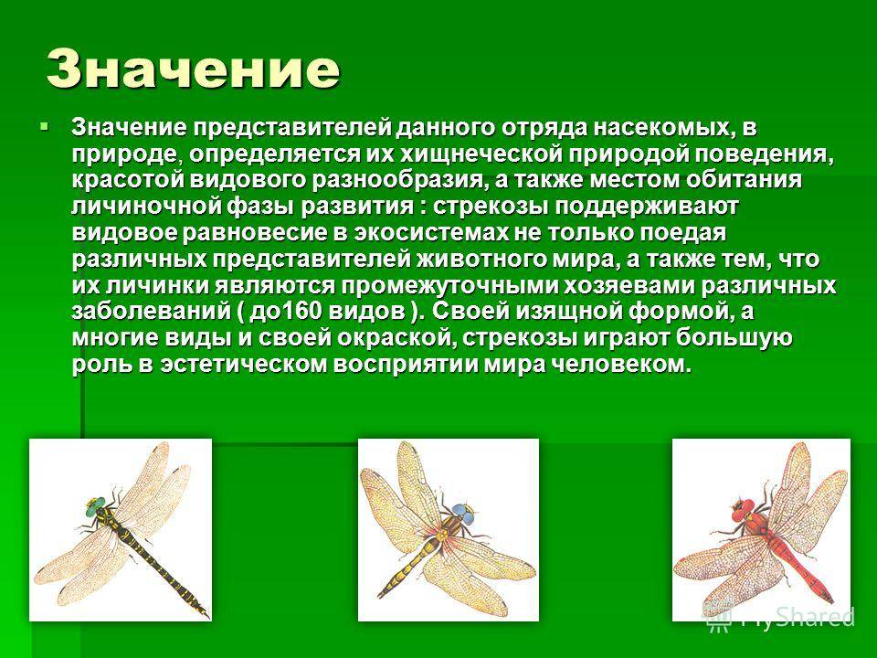 Лютка дриада — стройная стрекоза у мелких озер