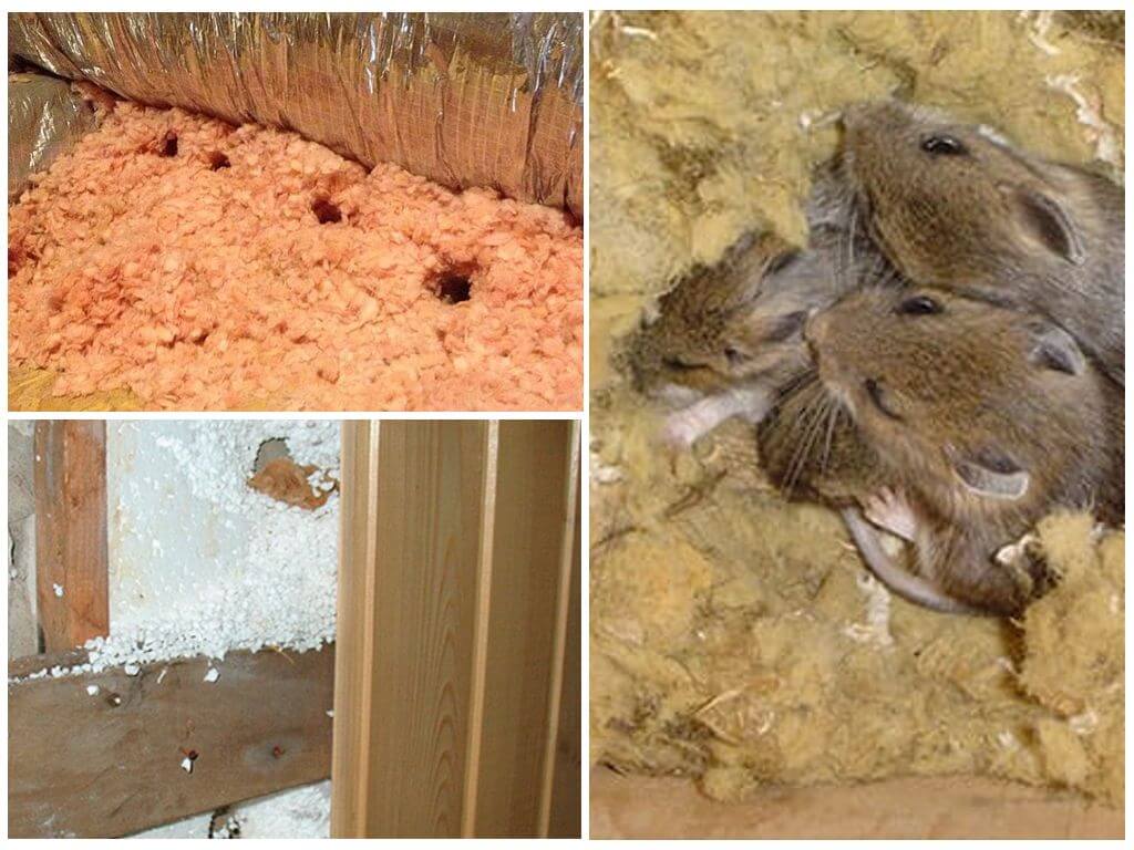 Как защитить пенопласт от мышей и крыс? - блог о строительстве
