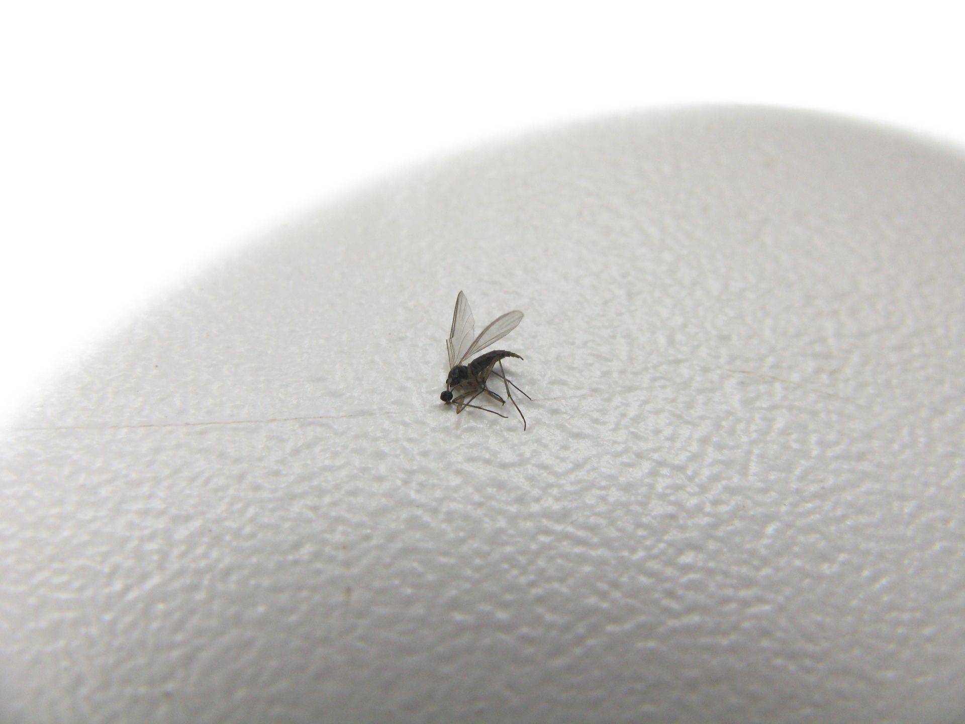 Как избавиться от мух в доме быстро в домашних условиях