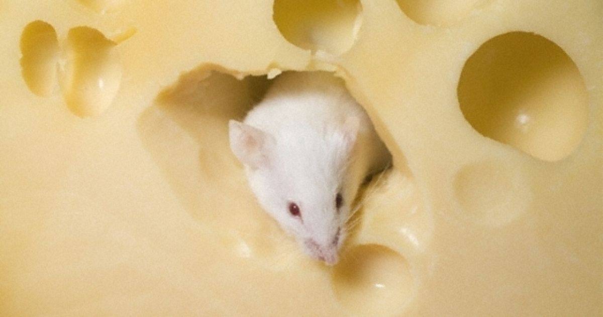 Правда, что мыши любят сыр больше всего на свете? мыши едят сыр или нет.