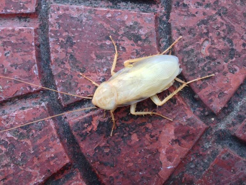 Что такое белый таракан?