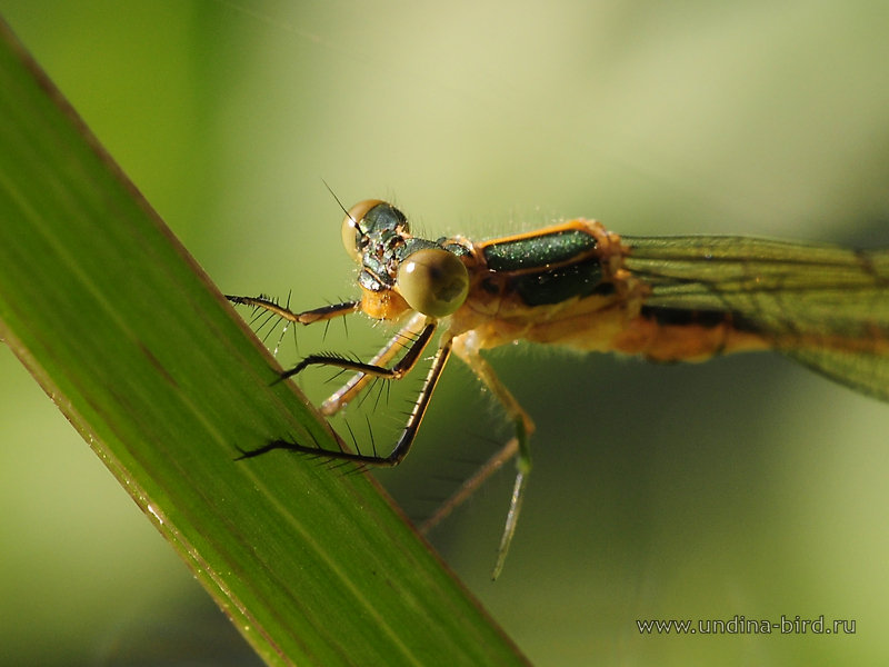 Стрекоза плоская: особенности внешнего вида и развития насекомых, факторы, угрожающие популяции