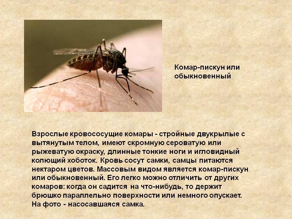 Виды комаров на территории россии
