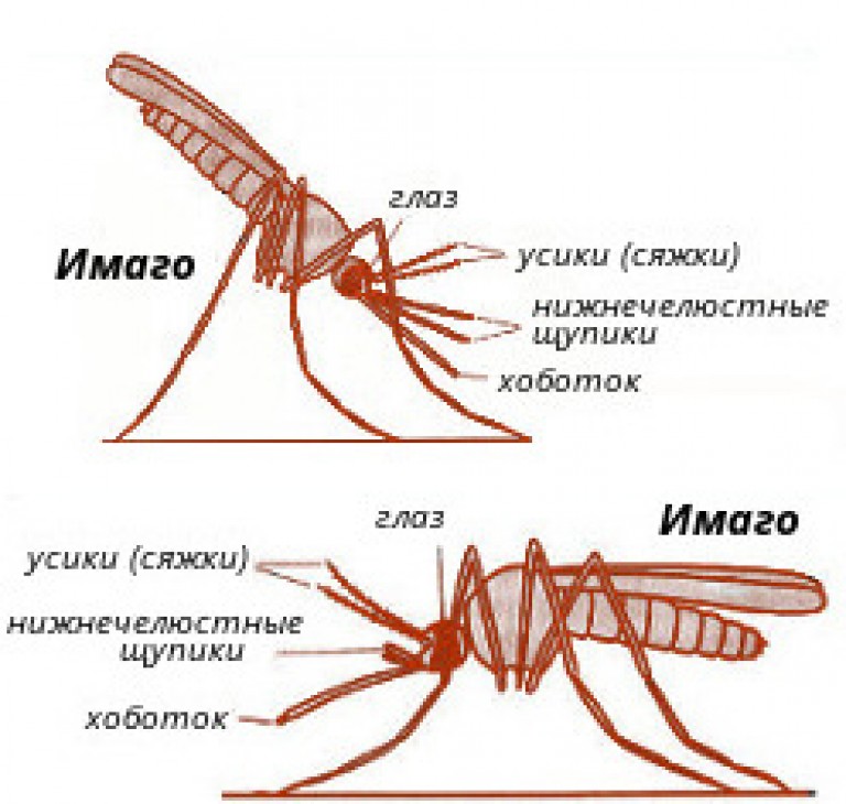 Зачем в природе нужны комары
