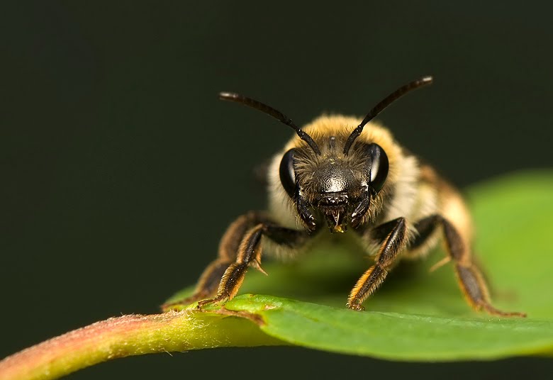 Карпатская порода пчел