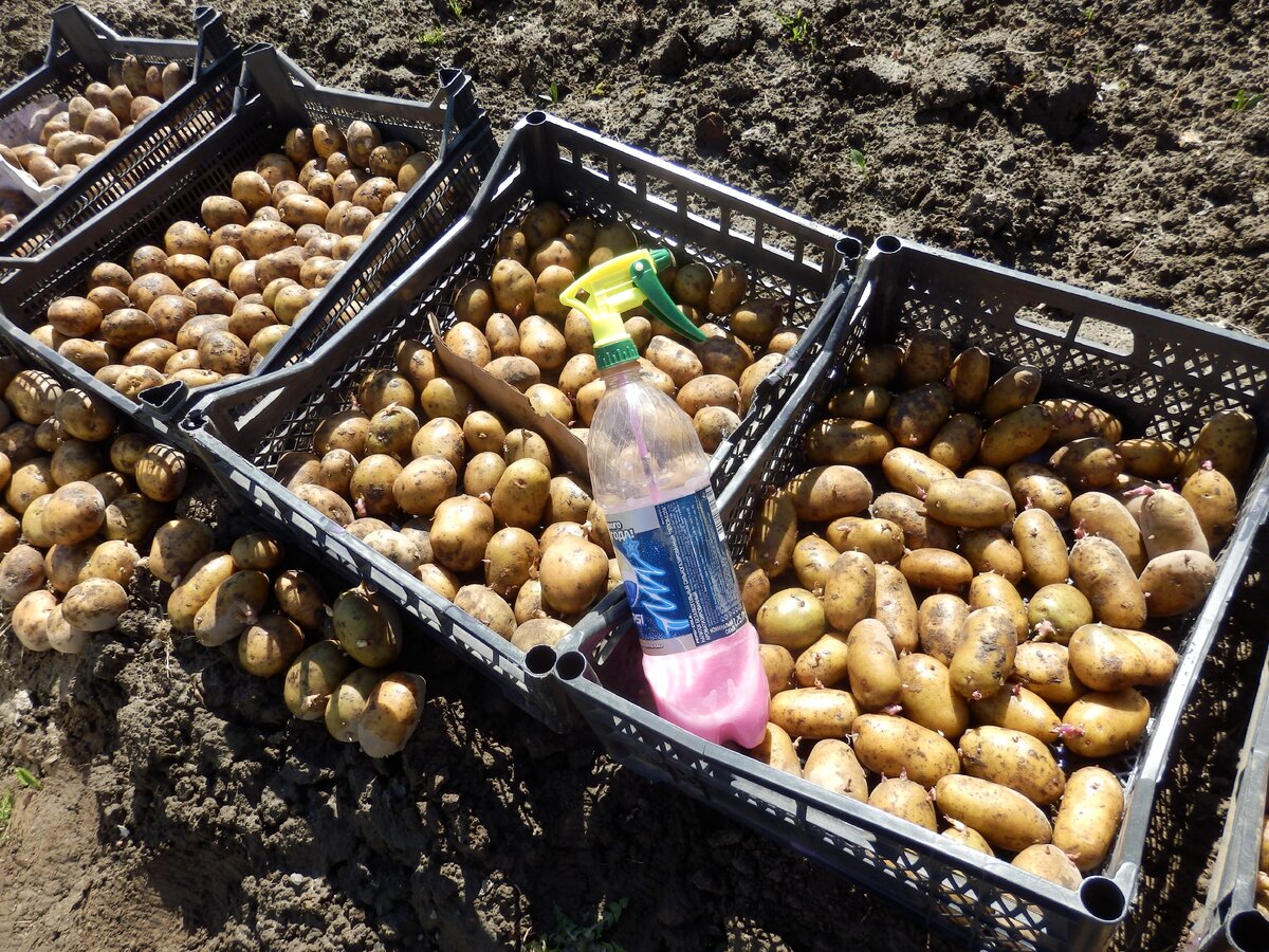 Качественная обработка картофеля перед посадкой: как и чем защитить от болезней и вредителей - огород, сад, балкон - медиаплатформа миртесен