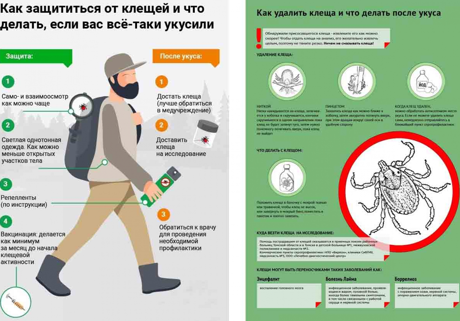 Как кусает клещ схема