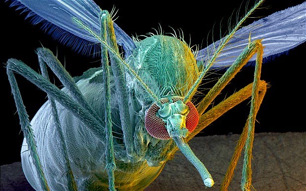 Класс насекомые. отряд двукрылые. комары. морфология. медицинское и эпидемиологическое значение комаров