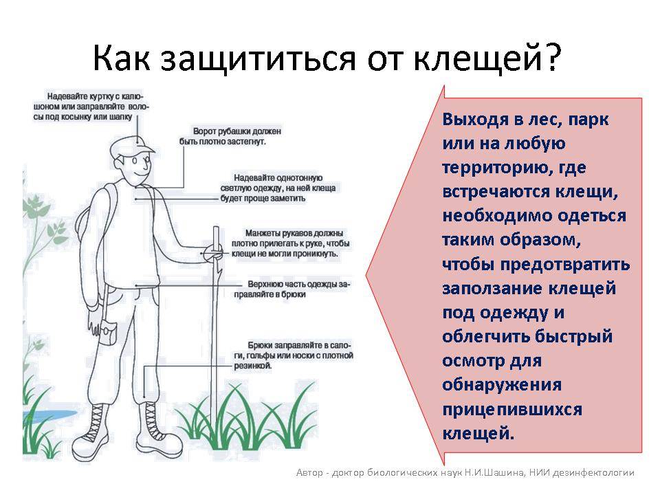 Укус клеща: первая помощь и меры предосторожности – «аллергоstop»