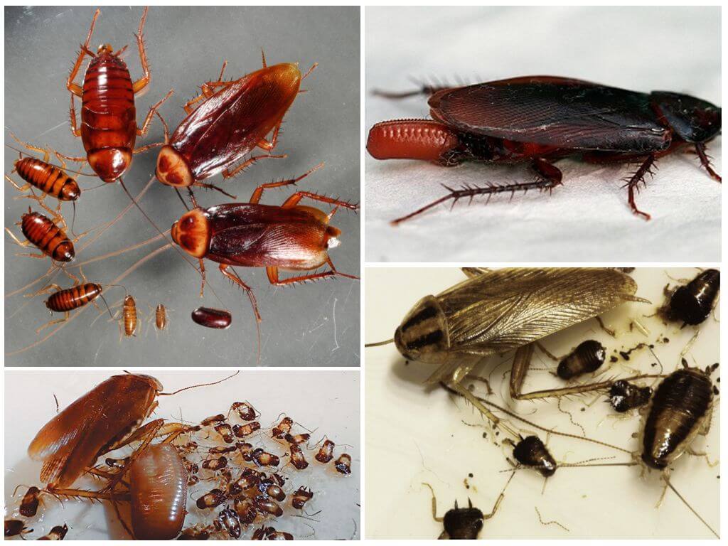 Как избавиться от рыжих тараканов прусаков в квартире | топ - 15 лучших средств