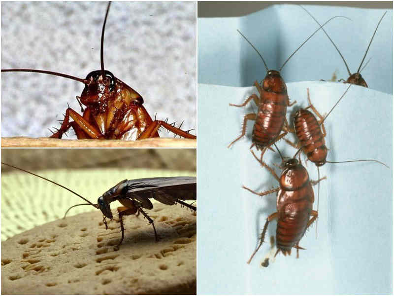 Как выглядят и откуда берутся черные тараканы