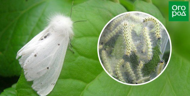 Карантинный вредитель Американская белая бабочка — насекомое со зверским аппетитом