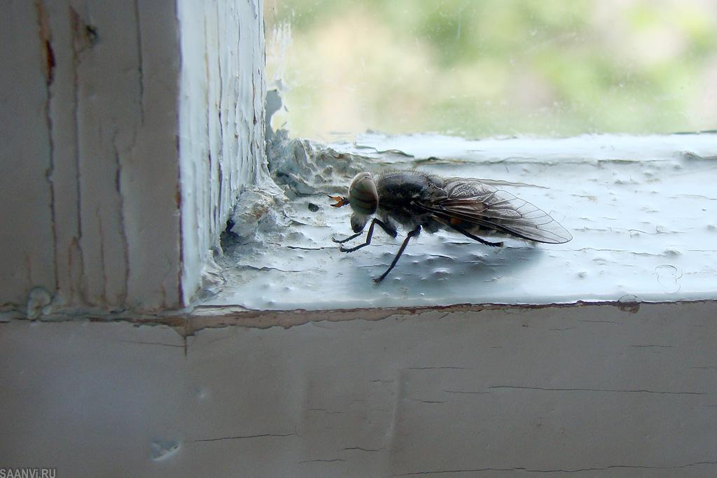 Где зимуют мухи? / как избавится от насекомых в квартире