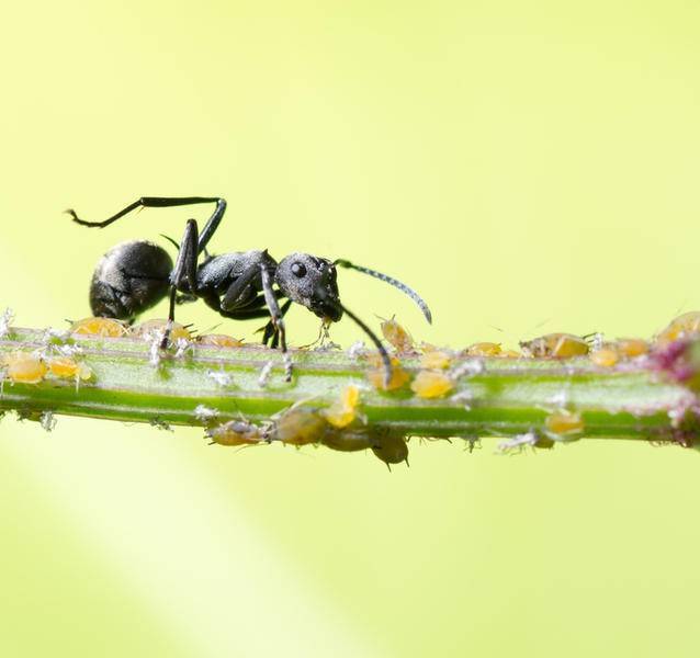 Тля и муравьи — как с ними бороться?. фото — ботаничка.ru