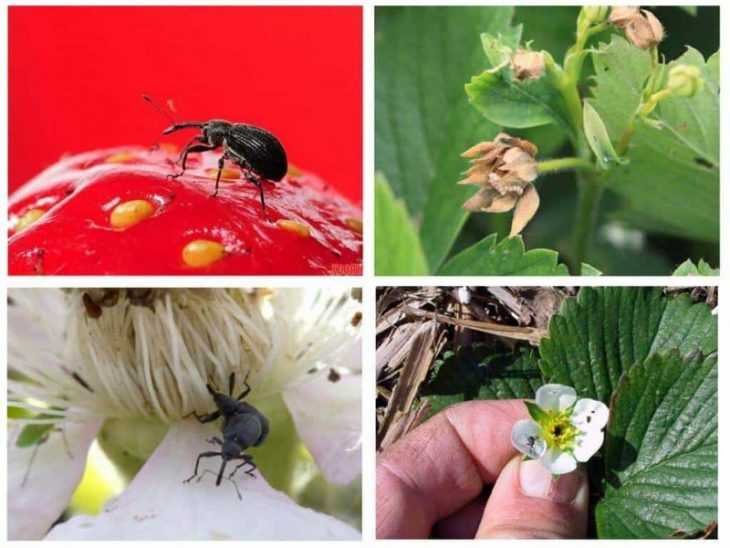 Малинная стеблевая муха: чем опасен этот вредитель и как с ним бороться