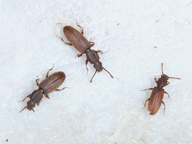 Маленькое коричневое насекомое в квартире на кухне: способы борьбы