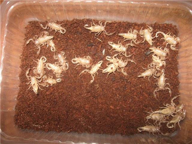 Кормовые тараканы: как разводить и выращивать этих насекомых