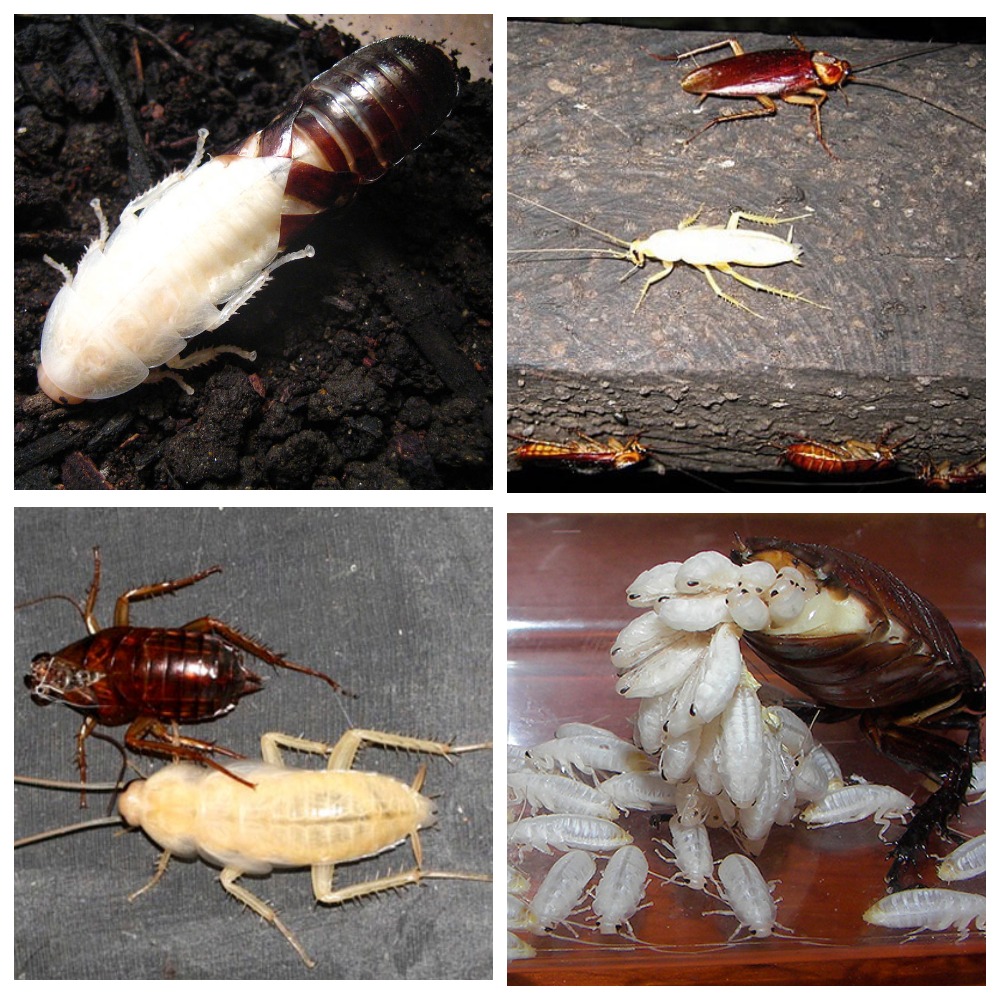 Белые тараканы в квартире - что это, опасны ли, откуда появляются, как избавиться, как выглядят на фото