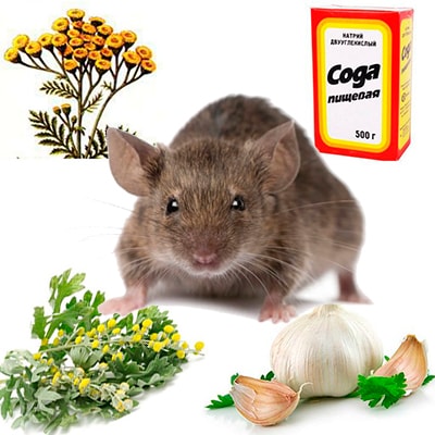 Эффективная отрава для мышей: виды и особенности применения, отзывы