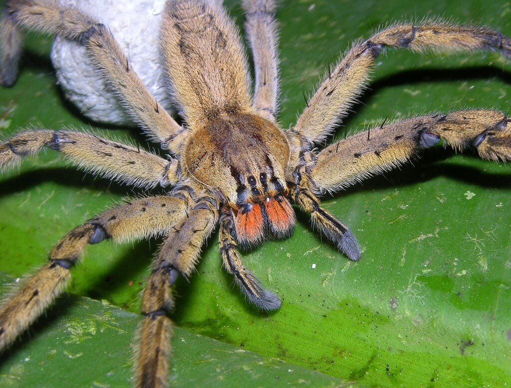 Самые ядовитые пауки в мире – фото и описание